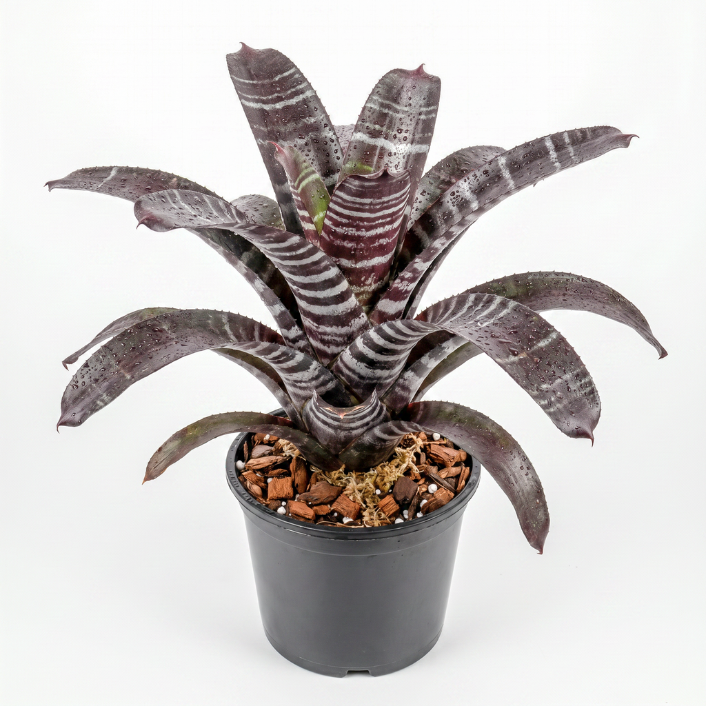 Aechmea chantinii 'Black' – Amazonian Zebra Bromeliad for Vivariums | India Fish Bazaar