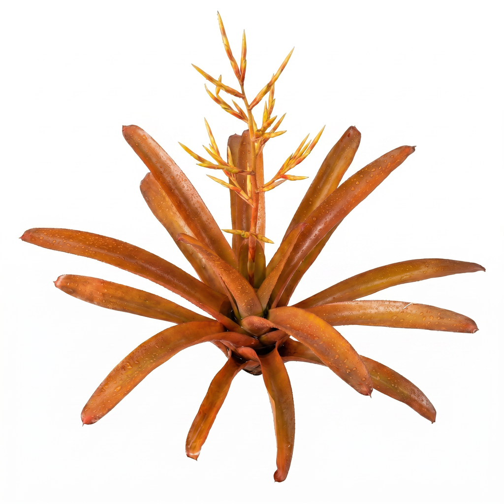 Aechmea blanchetiana