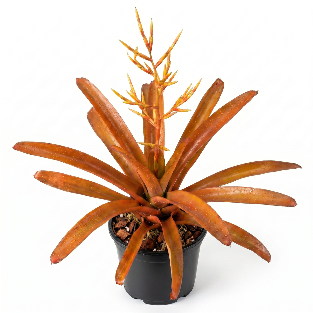 Aechmea blanchetiana