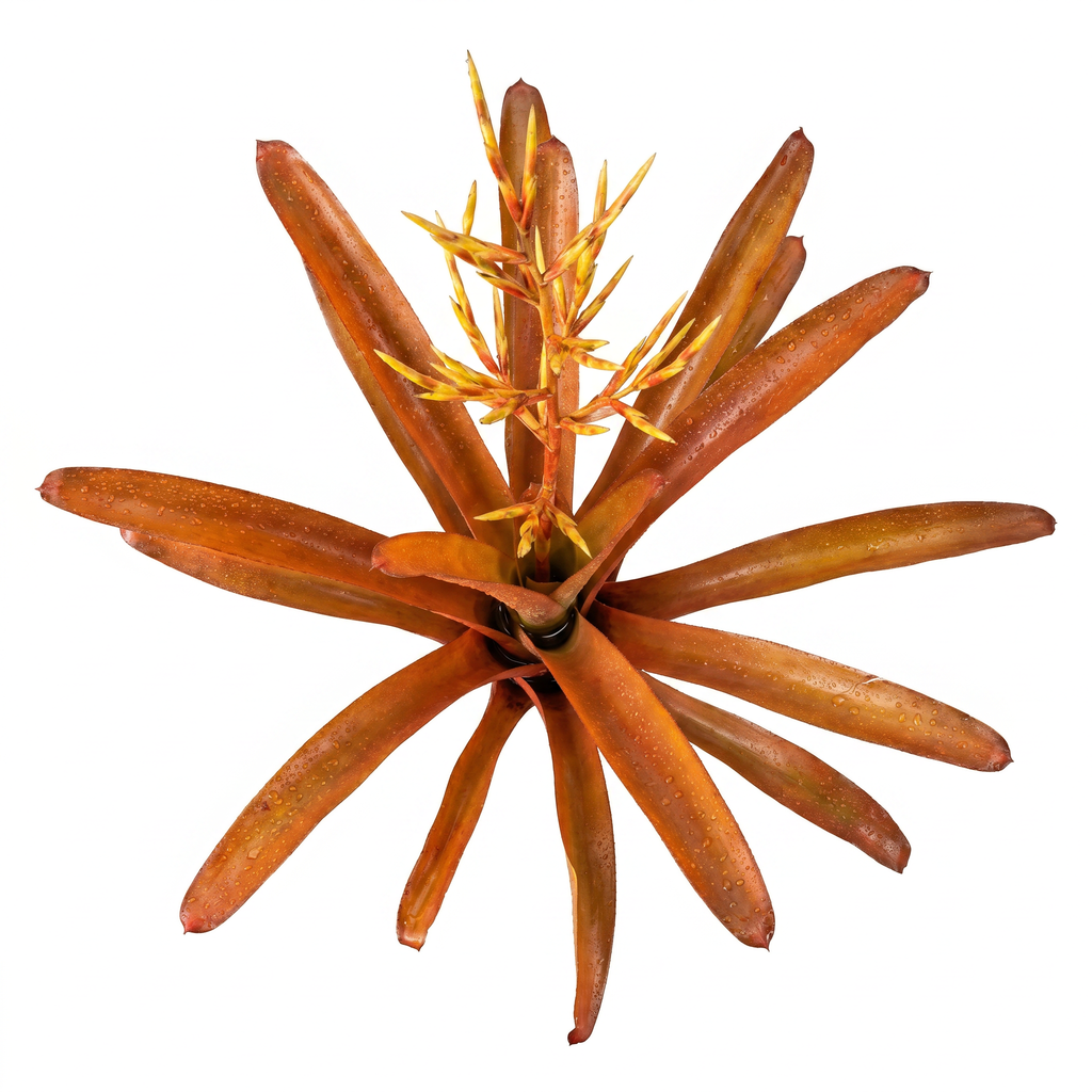 Aechmea blanchetiana