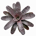 Aechmea chantinii 'Black' – Amazonian Zebra Bromeliad for Vivariums | India Fish Bazaar