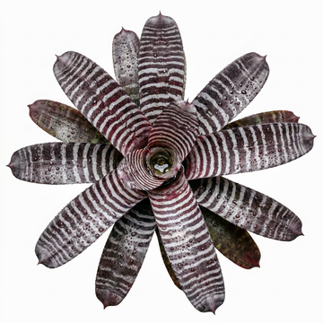 Aechmea chantinii 'Black' – Amazonian Zebra Bromeliad for Vivariums | India