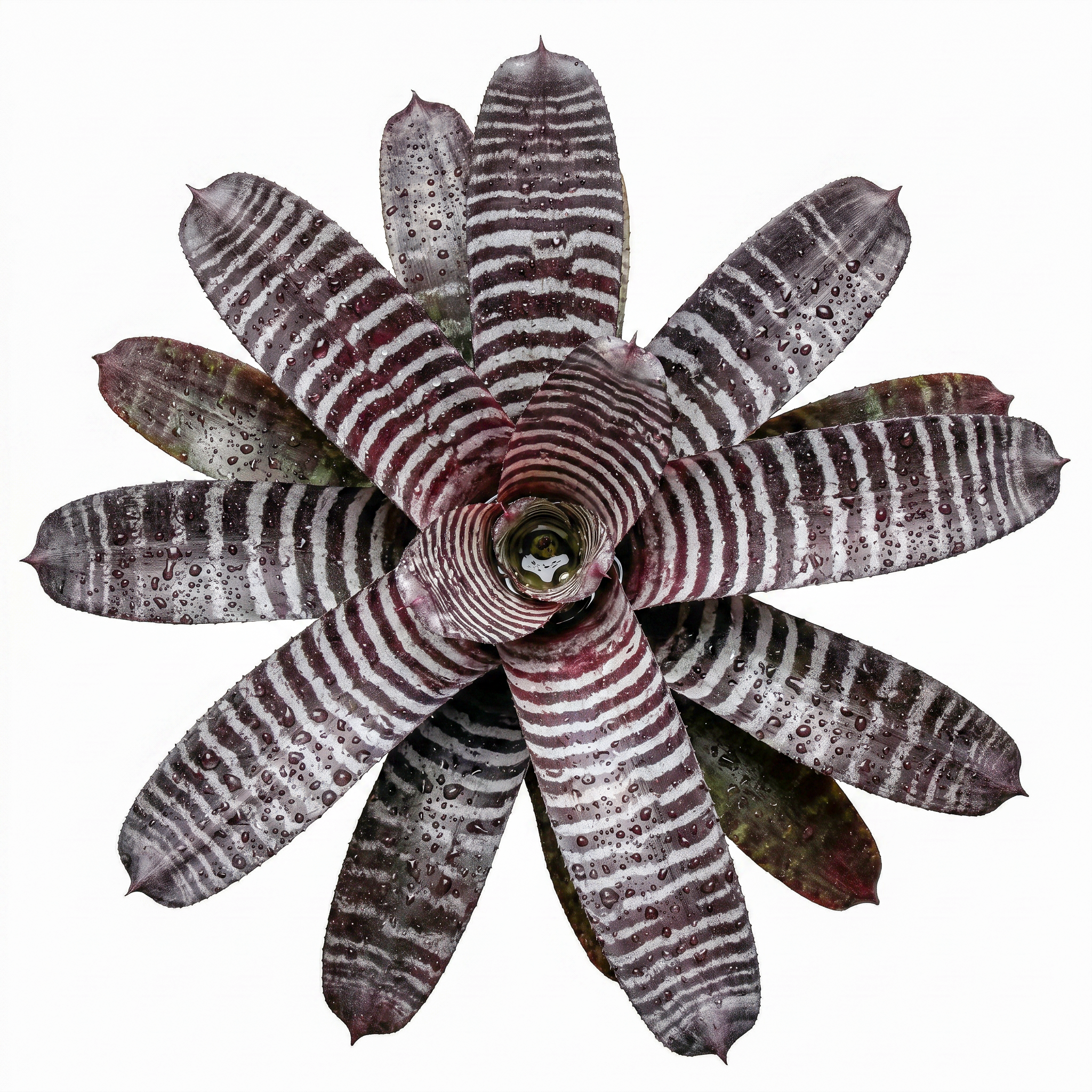 Aechmea chantinii 'Black' – Amazonian Zebra Bromeliad for Vivariums | India Fish Bazaar