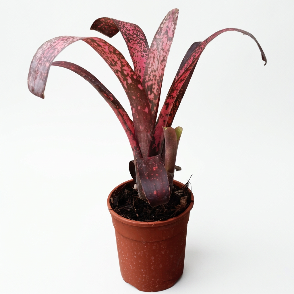 Billbergia 'Afterglow' – Warm-Toned Bromeliad for Terrariums | India Fish Bazaar