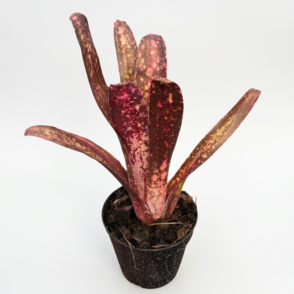 Billbergia 'Arribella' – Live Bromeliad for Terrariums & Vivariums | India Fish Bazaar