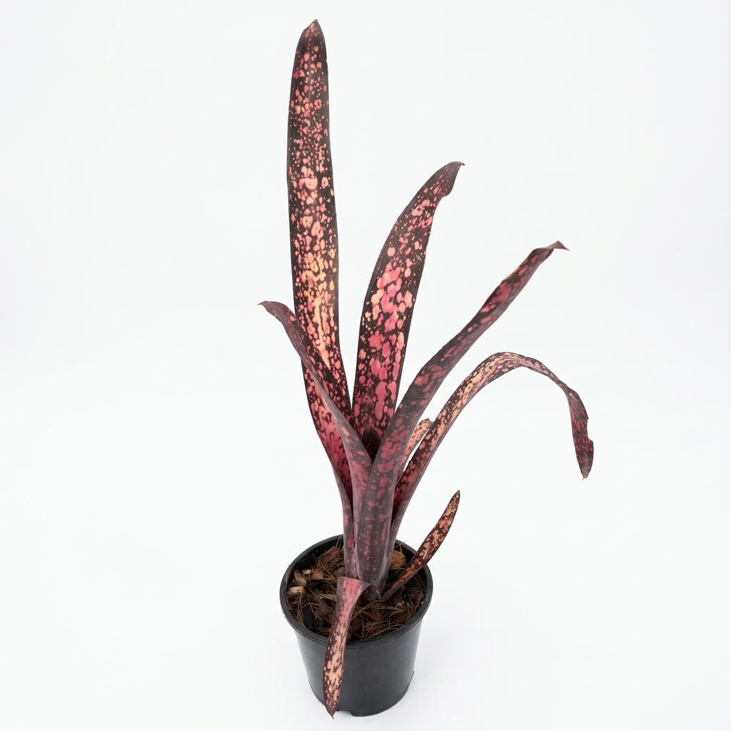 Billbergia 'Black Cherry' – Dark Bromeliad for Terrariums & Vivariums | India Fish Bazaar