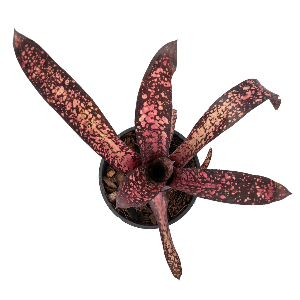 Billbergia 'Black Cherry' – Dark Bromeliad for Terrariums & Vivariums | India Fish Bazaar
