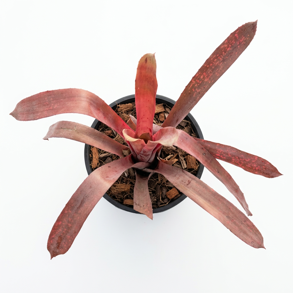 Billbergia 'Bo Pink' – Pink Bromeliad for Terrariums & Vivariums | India Fish Bazaar