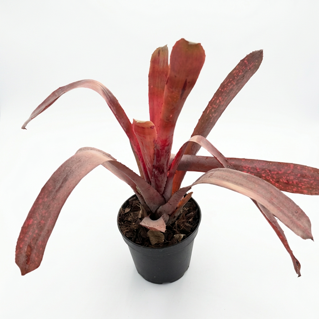 Billbergia 'Bo Pink' – Pink Bromeliad for Terrariums & Vivariums | India Fish Bazaar