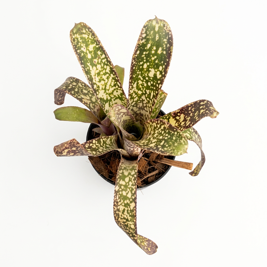Billbergia 'Casablanca' – Pale Bromeliad for Terrariums & Vivariums | India Fish Bazaar