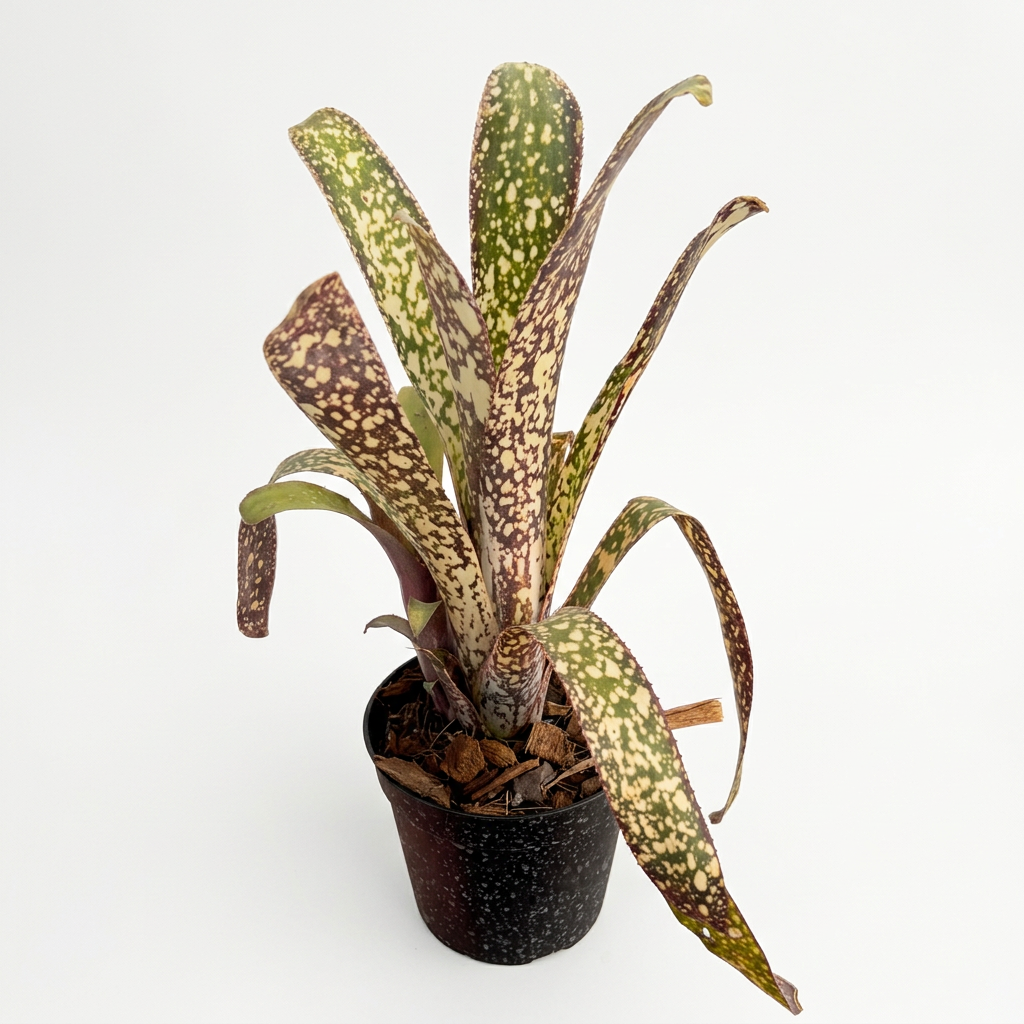 Billbergia 'Casablanca' – Pale Bromeliad for Terrariums & Vivariums | India Fish Bazaar
