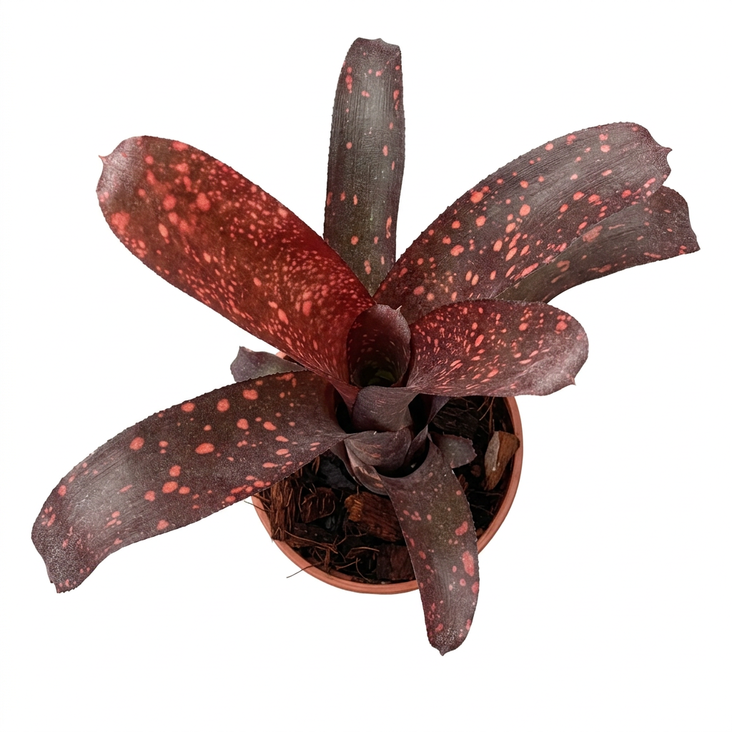 Billbergia 'Cherry Bomb' – Red Bromeliad for Terrariums & Vivariums | India Fish Bazaar