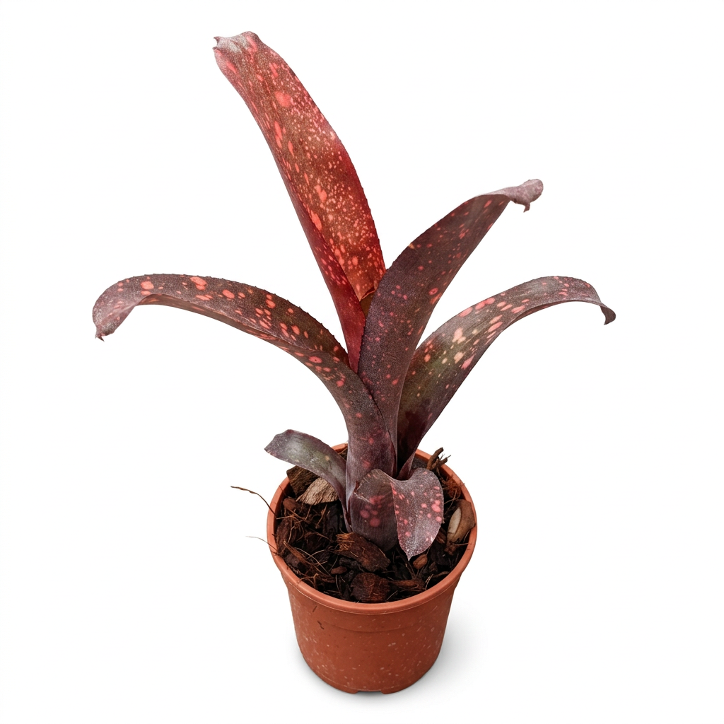 Billbergia 'Cherry Bomb' – Red Bromeliad for Terrariums & Vivariums | India Fish Bazaar
