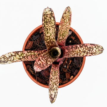 Billbergia 'CK Joy' – Live Bromeliad for Terrariums & Vivariums | India