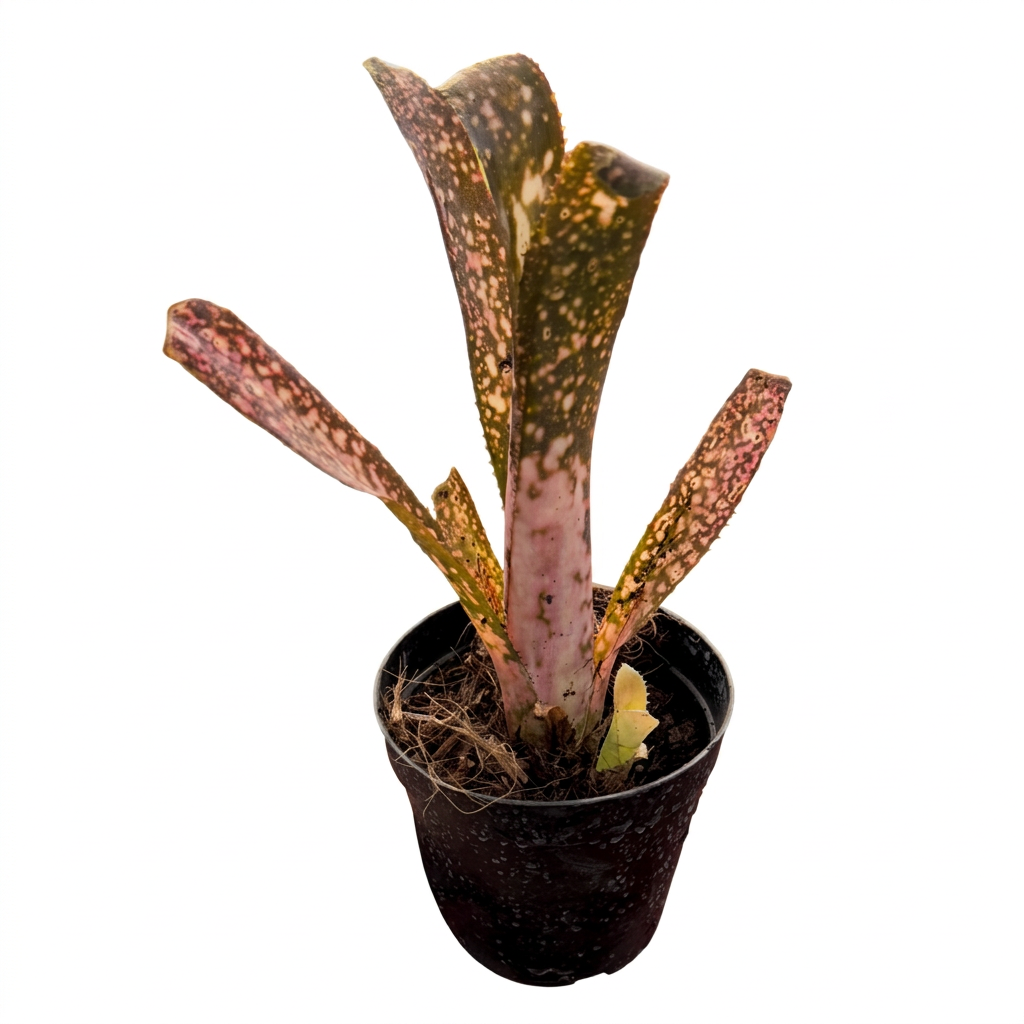 Billbergia 'Cold Fusion' – Dark Bromeliad for Terrariums & Vivariums | India Fish Bazaar