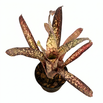 Billbergia 'Dream' – Live Bromeliad for Terrariums & Vivariums | India