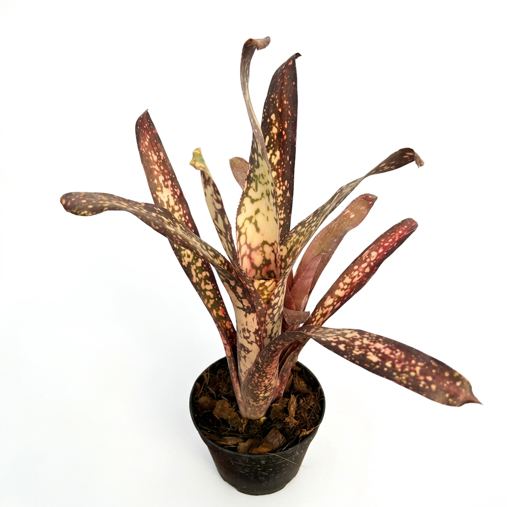 Billbergia 'Dream' – Live Bromeliad for Terrariums & Vivariums | India Fish Bazaar