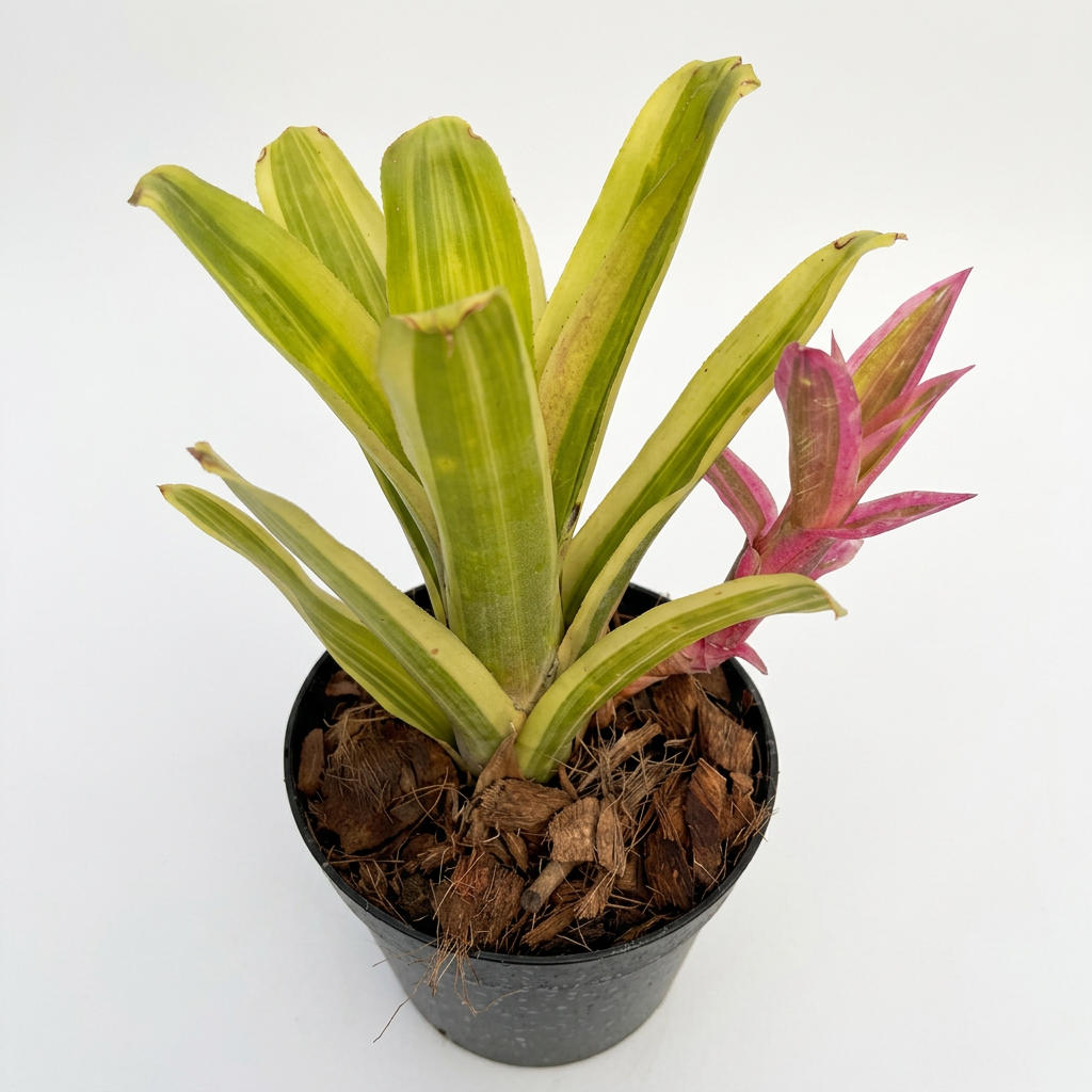 Billbergia 'Jason A&R' – Live Bromeliad for Terrariums & Vivariums | India Fish Bazaar