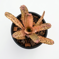 Billbergia 'Kolan Offspring' – Patterned Bromeliad for Vivariums | India Fish Bazaar
