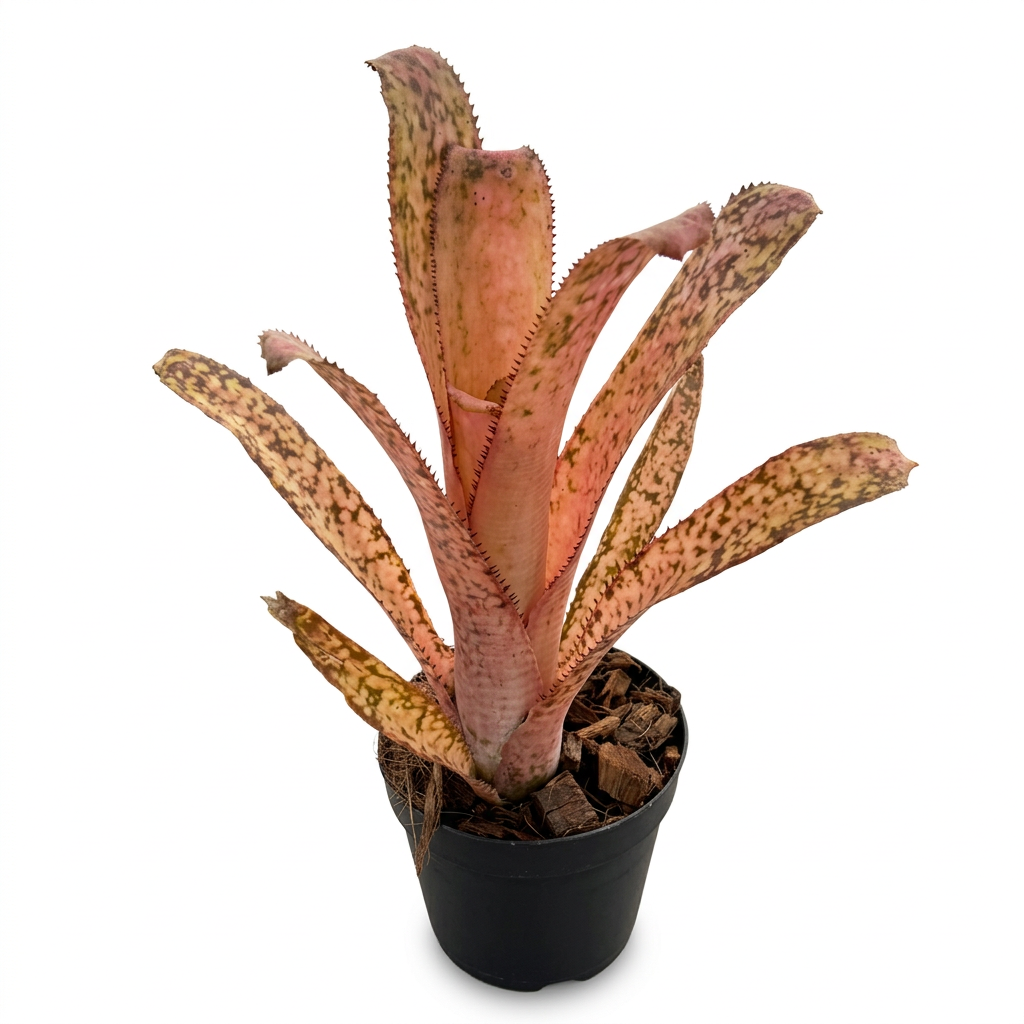 Billbergia 'Kolan Offspring' – Patterned Bromeliad for Vivariums | India Fish Bazaar