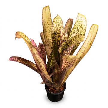 Billbergia 'Kolan Magic' – Patterned Bromeliad for Vivariums | India