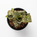 Billbergia leptopoda 'Permanent Wave' – Spotted Bromeliad for Terrariums | India Fish Bazaar