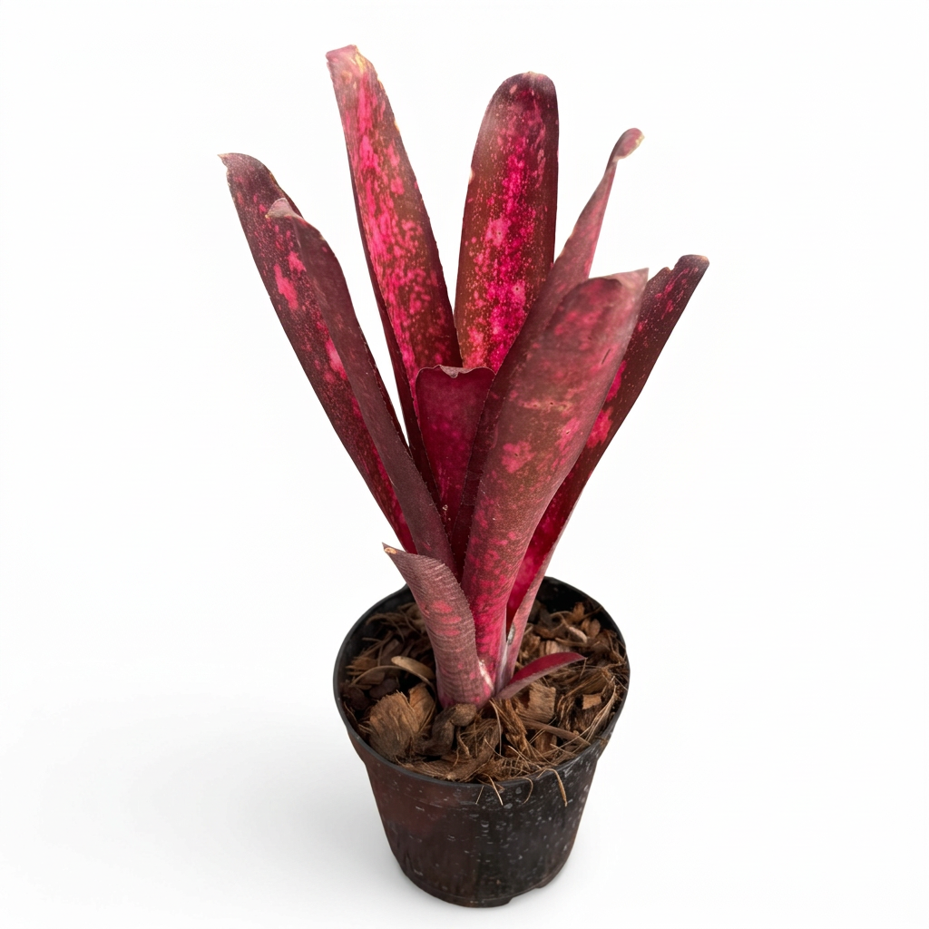 Billbergia 'Mr Bojangles' – Spotted Bromeliad for Terrariums | India Fish Bazaar