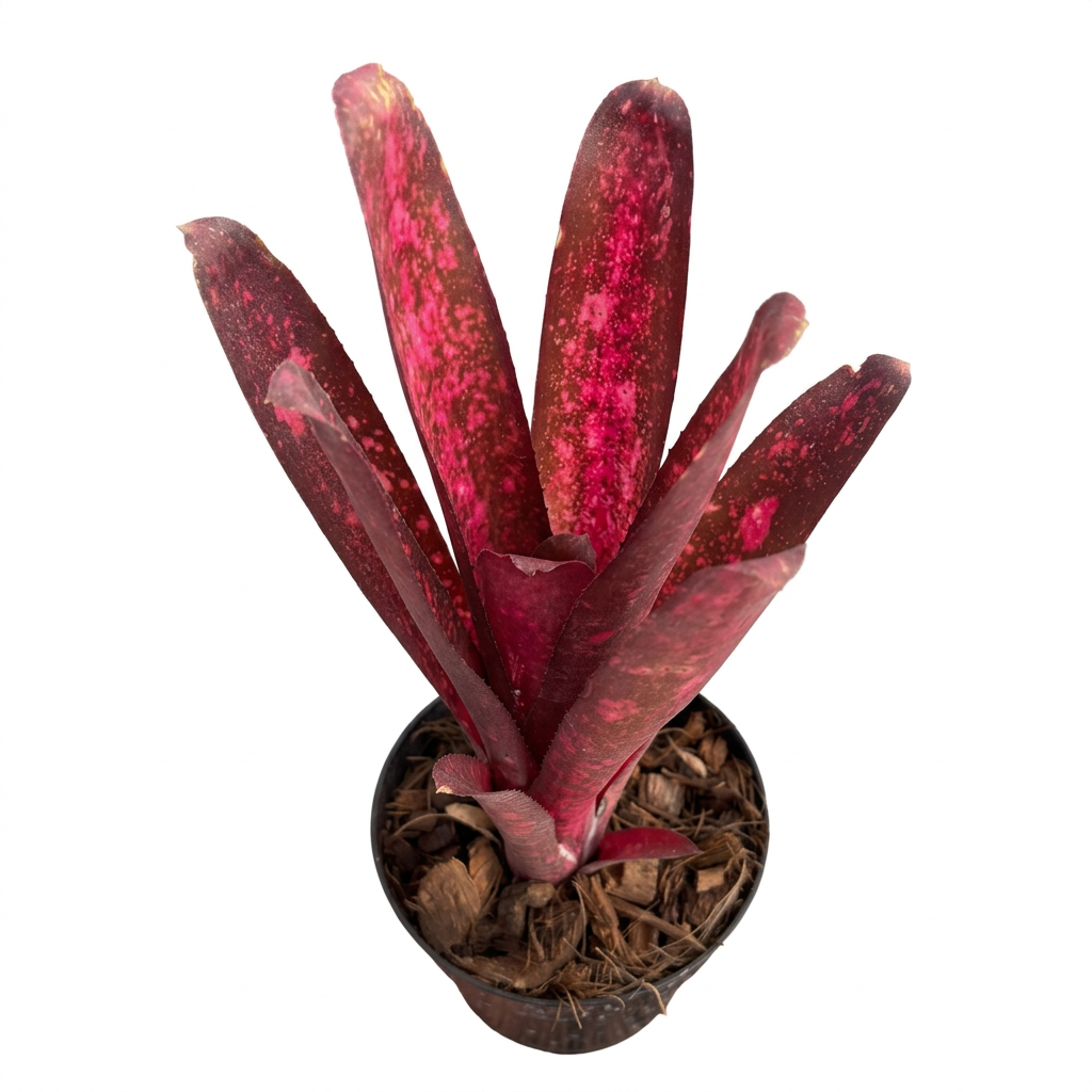 Billbergia 'Mr Bojangles' – Spotted Bromeliad for Terrariums | India Fish Bazaar