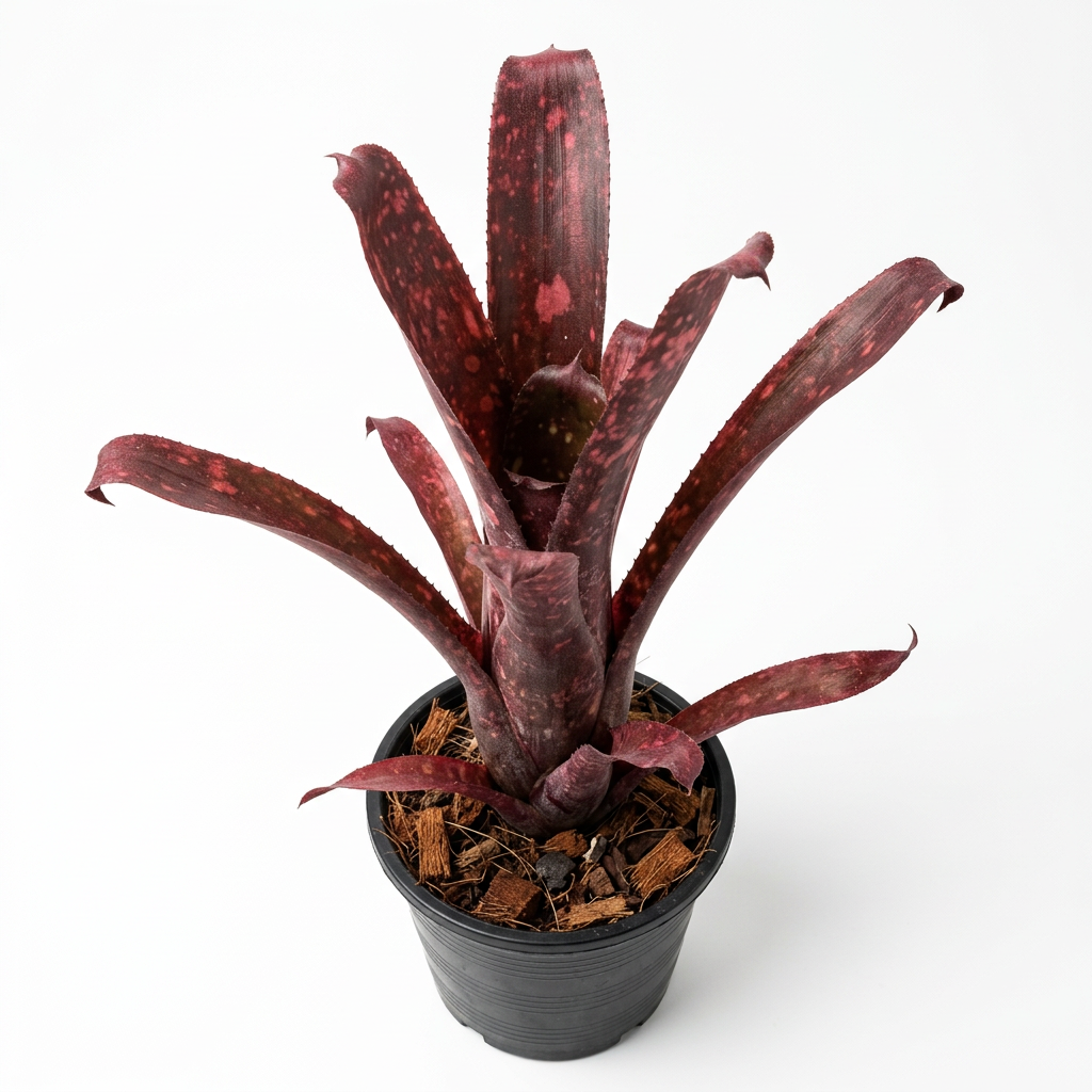 Billbergia 'Northern Light' – Silvery Bromeliad for Terrariums | India Fish Bazaar