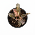 Billbergia 'Pipe Line' – Live Bromeliad for Terrariums & Vivariums | India