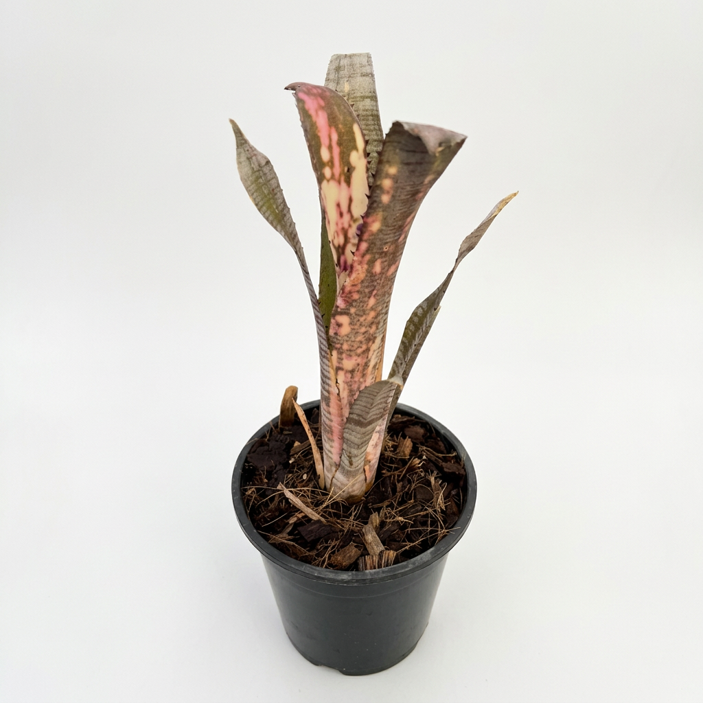 Billbergia 'Pipe Line' – Live Bromeliad for Terrariums & Vivariums | India