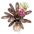 Billbergia 'Wild Thing' – Live Bromeliad for Terrariums & Vivariums | India