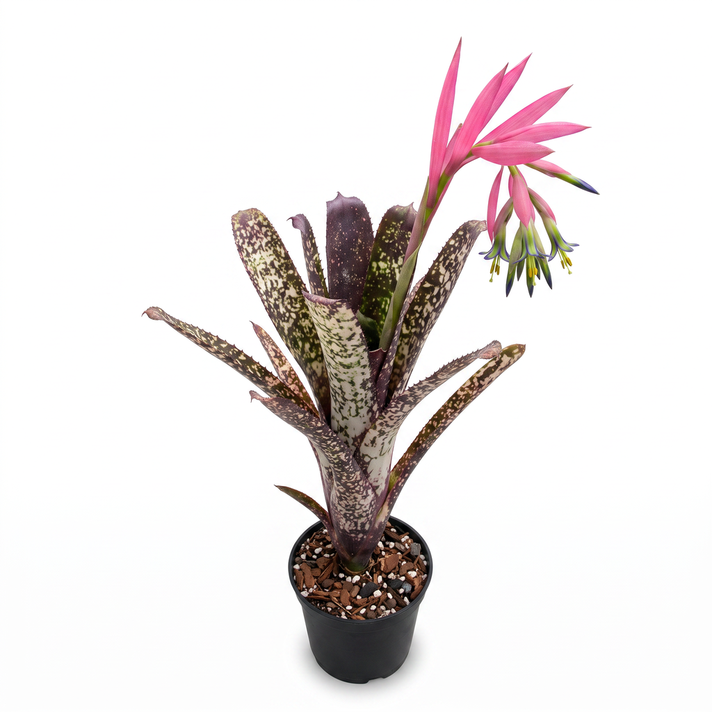 Billbergia 'Wild Thing' – Live Bromeliad for Terrariums & Vivariums | India
