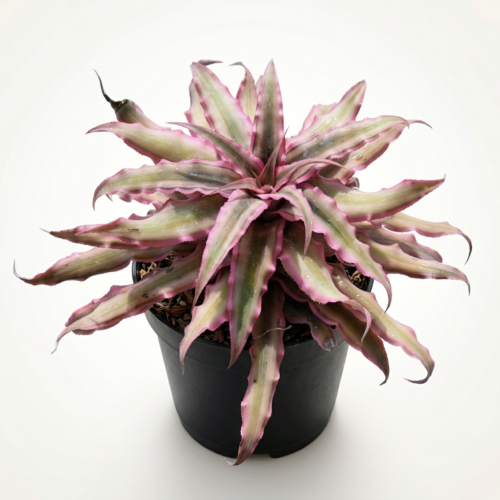 Cryptanthus 'Pink Star' – Live Earth Star for Terrariums & Vivariums | India Fish Bazaar