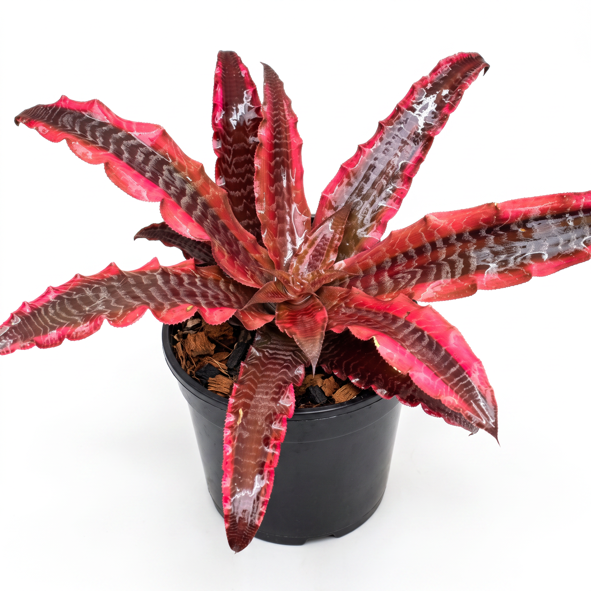 Cryptanthus 'Elaine' – Rosy Earth Star for Terrariums & Vivariums | India