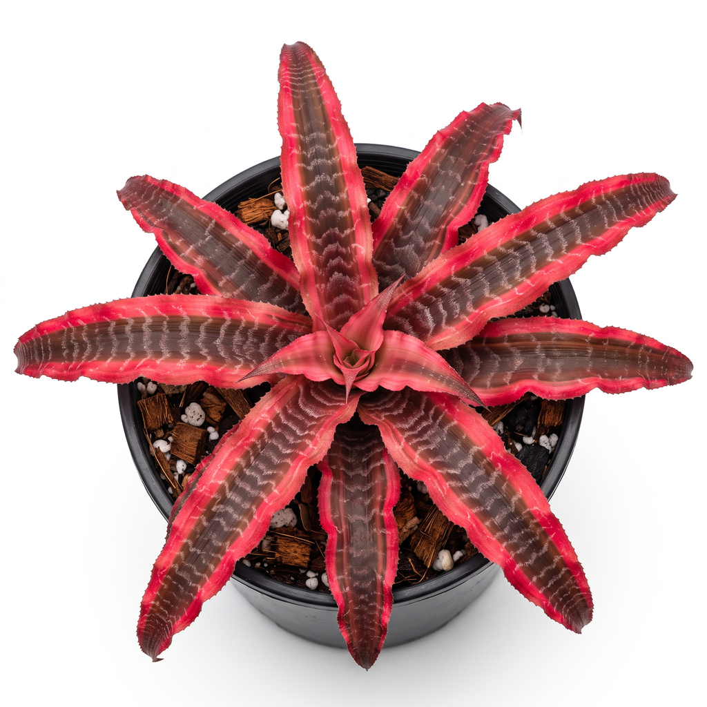 Cryptanthus 'Elaine' – Rosy Earth Star for Terrariums & Vivariums | India