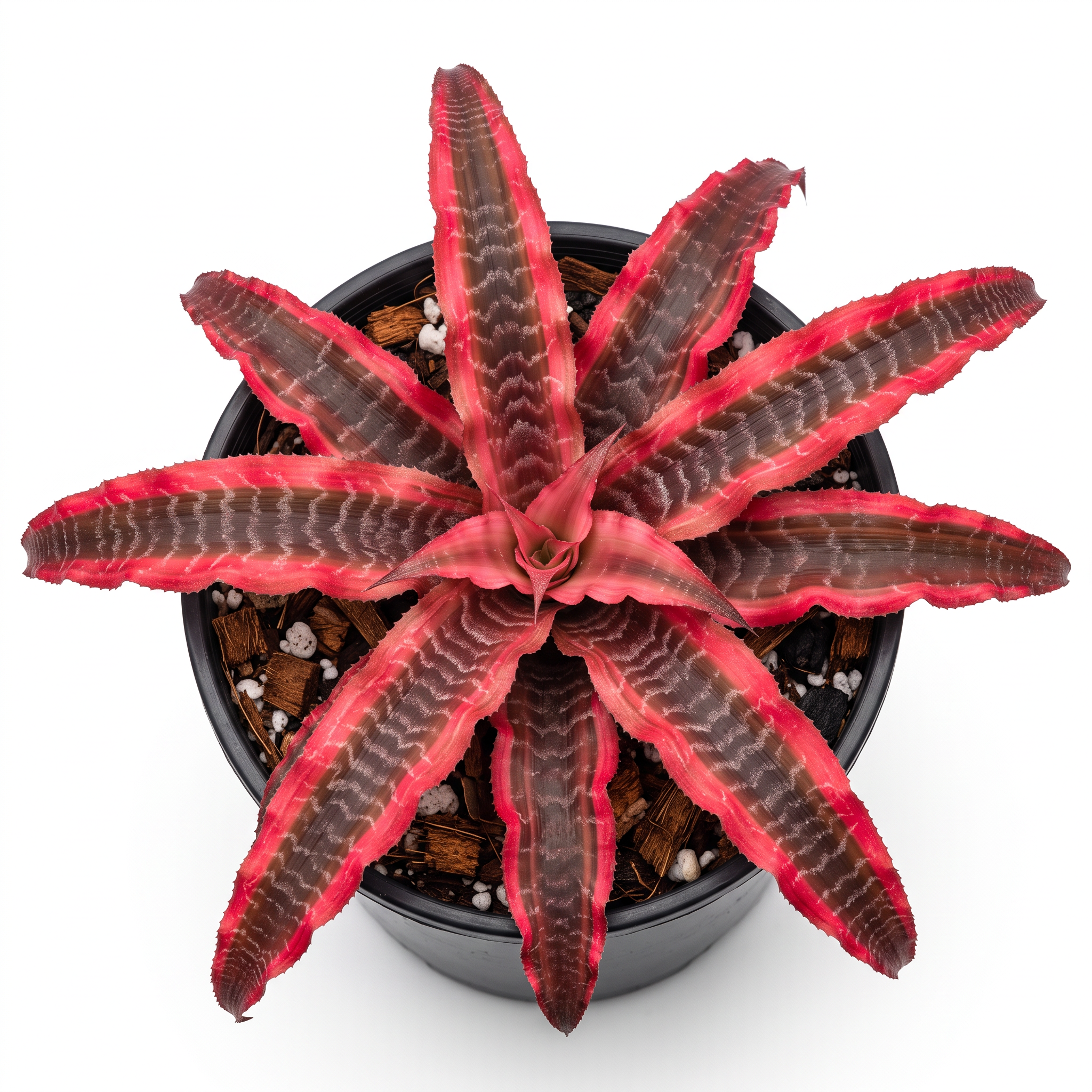 Cryptanthus 'Elaine' – Rosy Earth Star for Terrariums & Vivariums | India