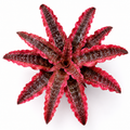 Cryptanthus 'Elaine' – Rosy Earth Star for Terrariums & Vivariums | India