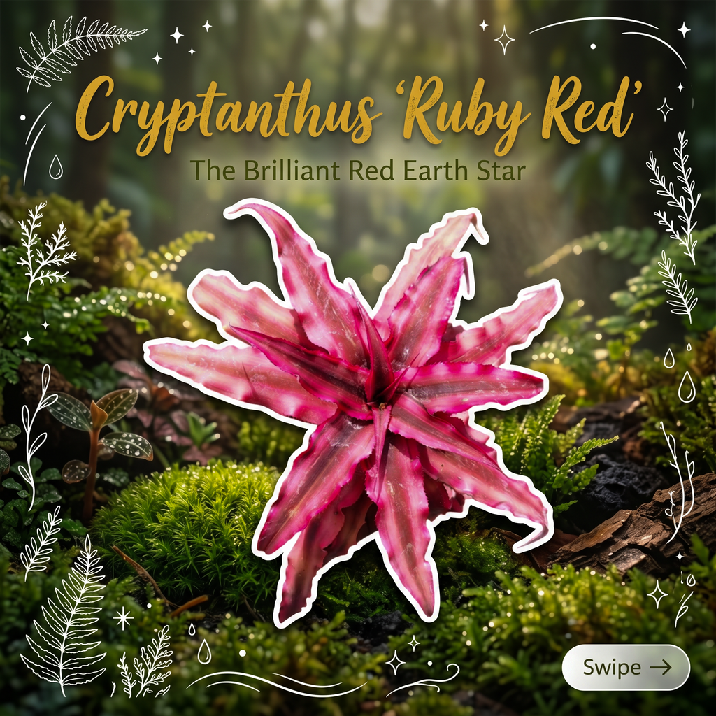 Cryptanthus 'Ruby Red' – Red Earth Star for Terrariums & Vivariums | India