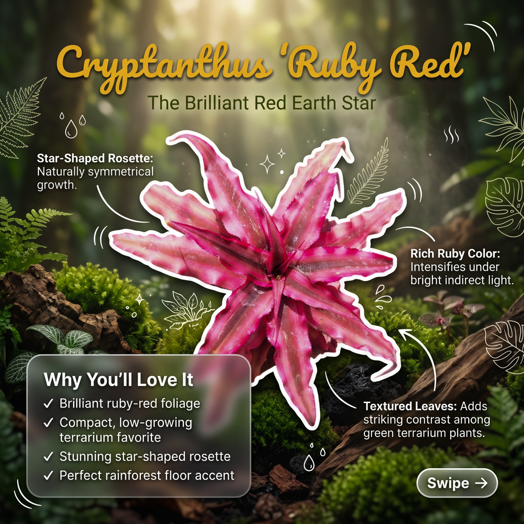 Cryptanthus 'Ruby Red' – Red Earth Star for Terrariums & Vivariums | India