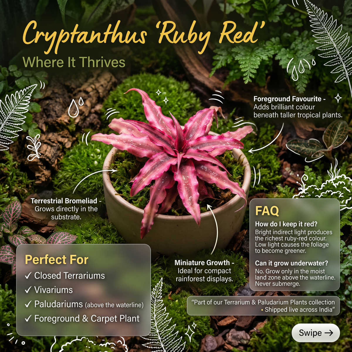 Cryptanthus 'Ruby Red' – Red Earth Star for Terrariums & Vivariums | India