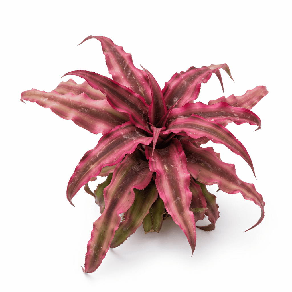 Cryptanthus 'Ruby Red' – Red Earth Star for Terrariums & Vivariums | India