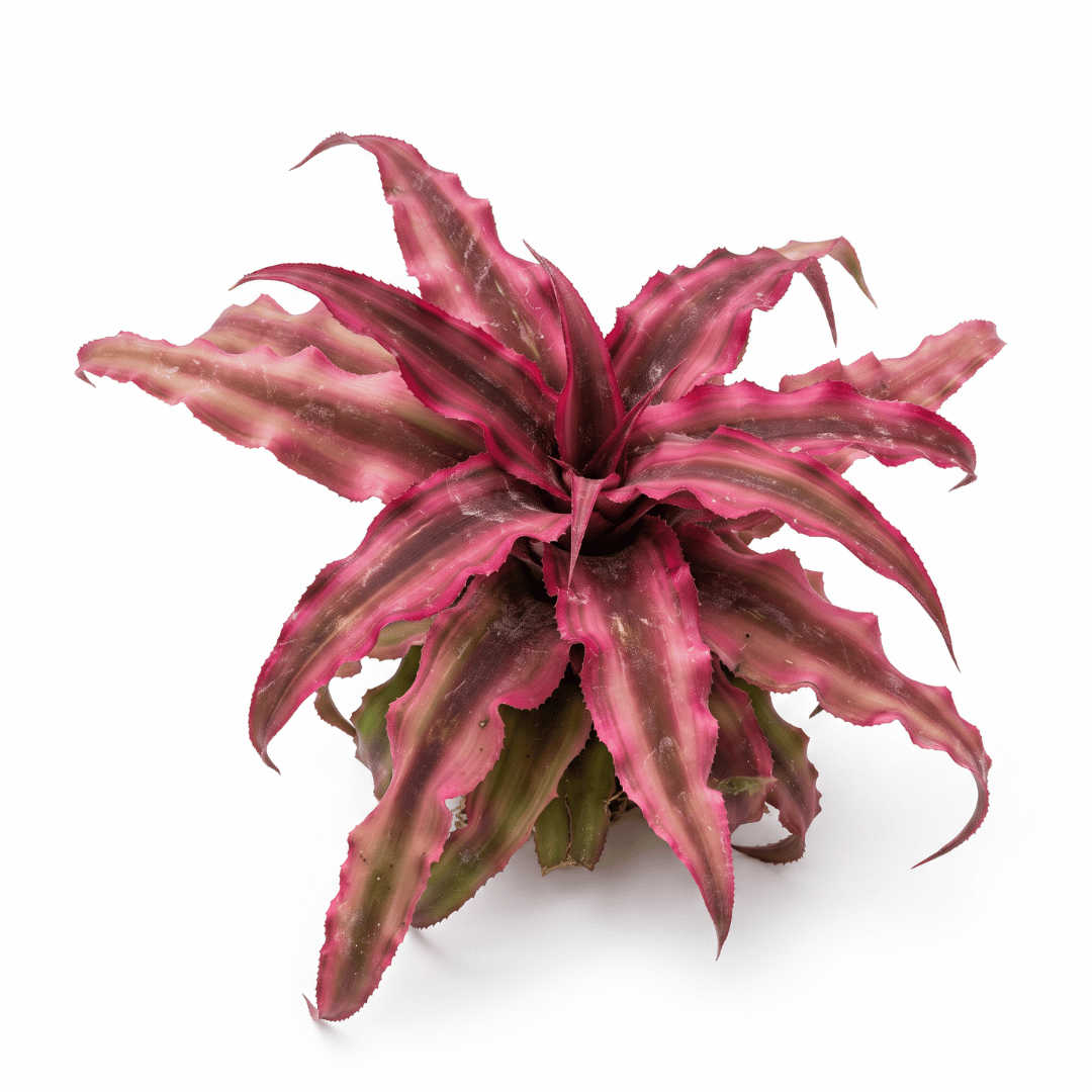Cryptanthus 'Ruby Red' – Red Earth Star for Terrariums & Vivariums | India