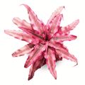 Cryptanthus 'Ruby Red' – Red Earth Star for Terrariums & Vivariums | India