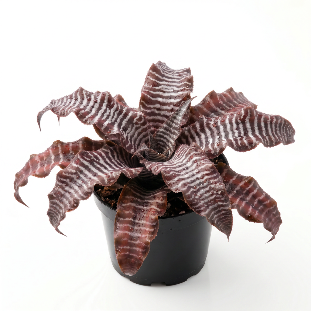 Cryptanthus 'Zebra Star' (zonatus) – Earth Star for Terrariums | India