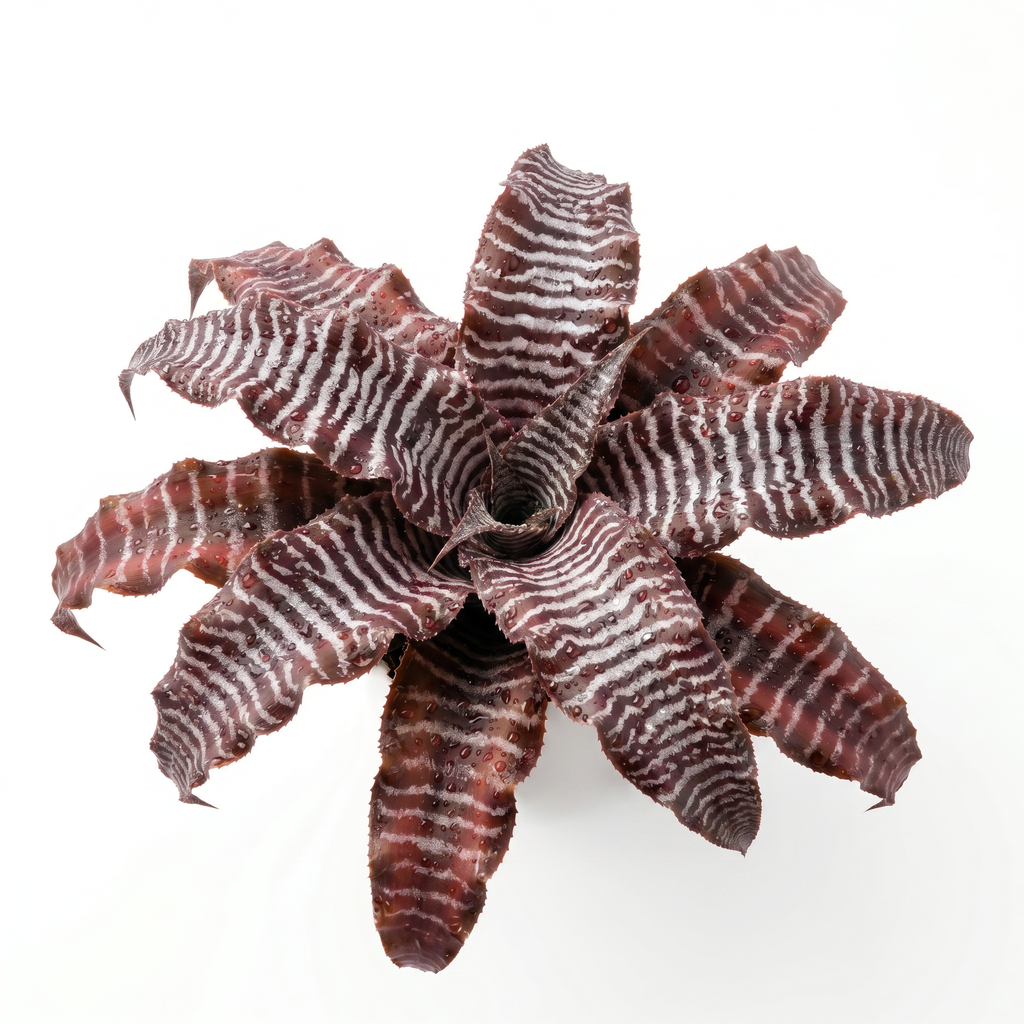Cryptanthus 'Zebra Star' (zonatus) – Earth Star for Terrariums | India