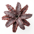 Cryptanthus 'Zebra Star' (zonatus) – Earth Star for Terrariums | India