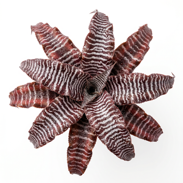 Cryptanthus 'Zebra Star' (zonatus) – Earth Star for Terrariums | India
