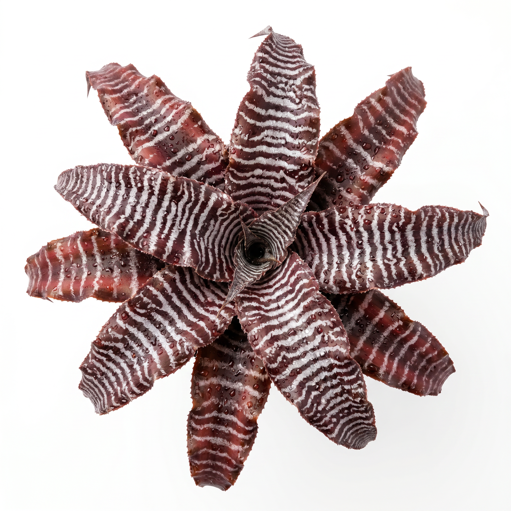 Cryptanthus 'Zebra Star' (zonatus) – Earth Star for Terrariums | India