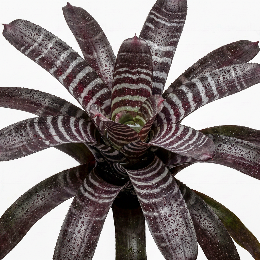 Aechmea chantinii 'Black' – Amazonian Zebra Bromeliad for Vivariums | India Fish Bazaar